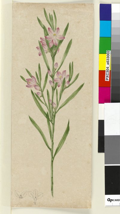 Unidentified plant by John William Lewin